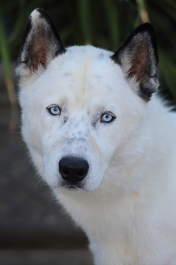 Piebald 2024 german shepherd